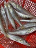 &  只在干净的沙层海域生活的金沙梭，也叫梭子鱼，沙尖鱼~🐠煮酱油水、椒盐，香煎煮汤最鲜甜😋活冻 商品缩略图4