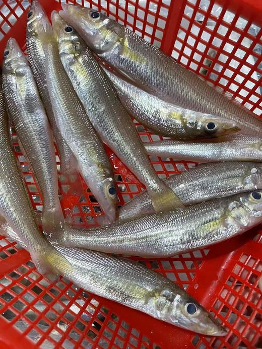 &  只在干净的沙层海域生活的金沙梭，也叫梭子鱼，沙尖鱼~🐠煮酱油水、椒盐，香煎煮汤最鲜甜😋活冻 商品图4