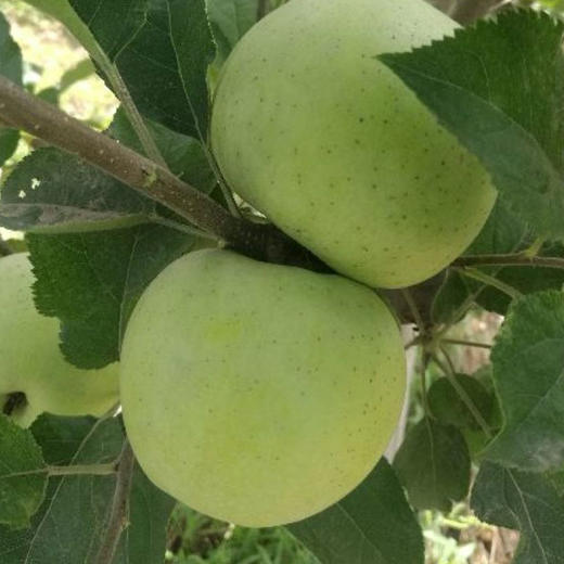 【厂商直发】有机王林苹果清脆多汁果肉清甜细腻现摘新鲜包邮 商品图3