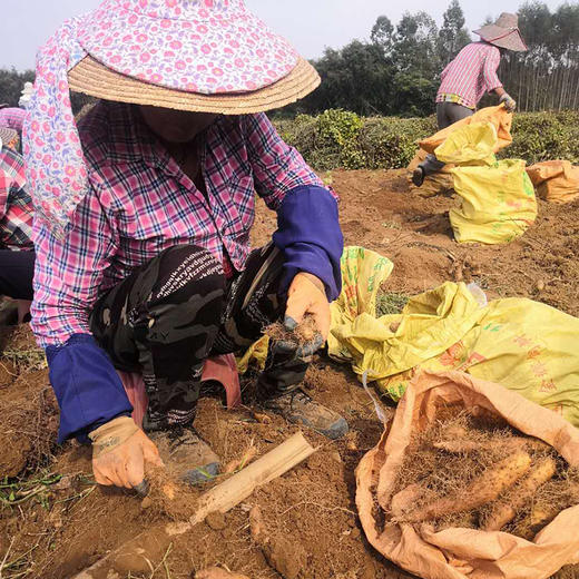 【助农】毛薯（5斤装） 商品图6