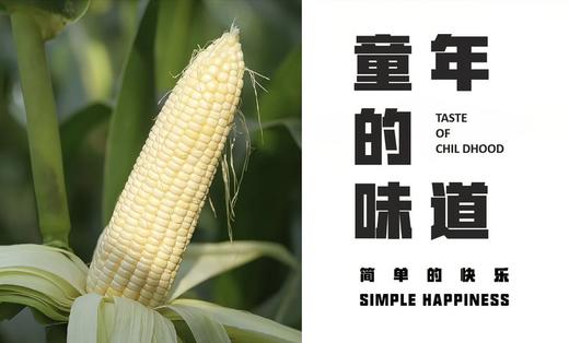 【内蒙古鲜糯玉米段】又糯又甜，真能拉丝！非转基因，真空锁鲜！兼备北方玉米的软糯和南方玉米的甘甜！热量低，饱腹的健康粗粮！【NMG-J】 商品图2
