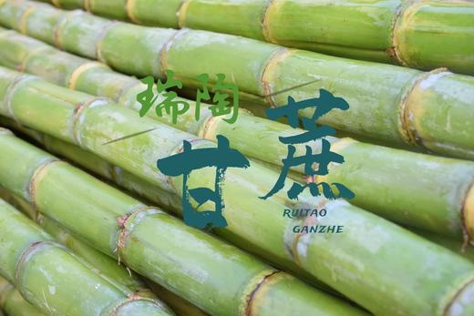 【顺丰包邮】2025年头茬鲜果上市可以手撕的陶山甘蔗 青皮果蔗 皮薄质脆 纤维细而少 汁水充沛 妥妥的糖水炸弹 甘蔗爱好者不可错过 基地直邮 商品图9