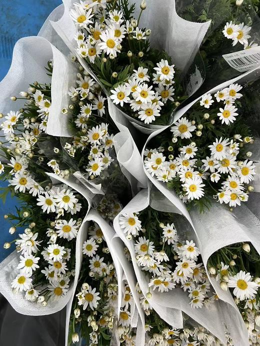 玛格丽特冰菊1扎 商品图4