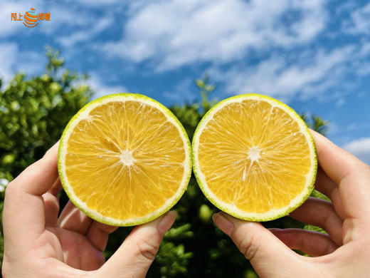 云南哀牢山生态冰糖橙 源于“褚橙原产地”玉溪新平哀牢山 清甜可口、化渣多汁、皮薄肉厚 生态种植  200项农残检测 商品图3