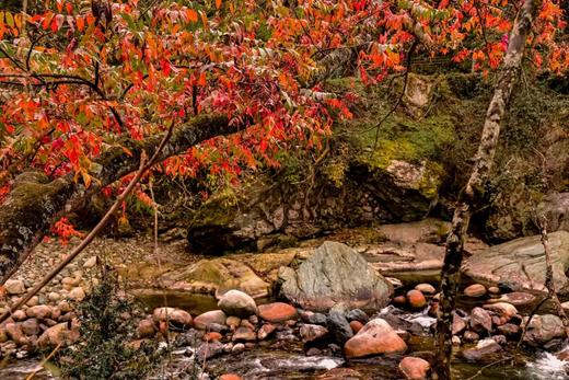 【唐家河国际大酒店】￥238秒大床房~两晚可拆分399+豪华早餐…徒步、赏彩林、邂逅珍稀动植物！错峰出行遛娃圣地来袭~ 商品图1