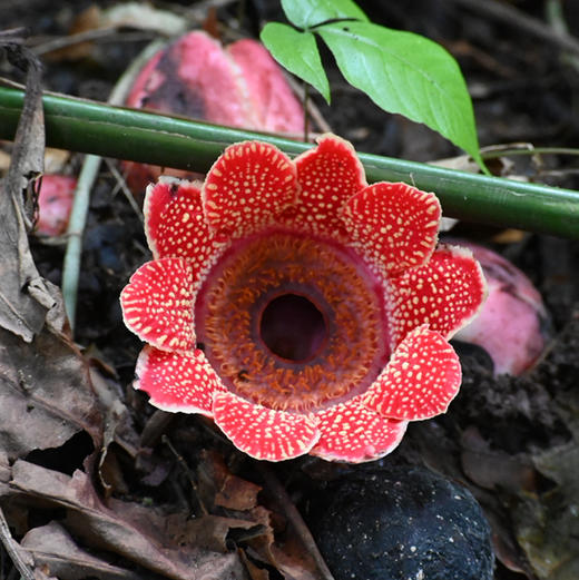 云南 | 看寄生花，西双版纳独家雨林一日徒步！季节限定《寻找寄生花》日营活动神秘来袭！ 商品图5