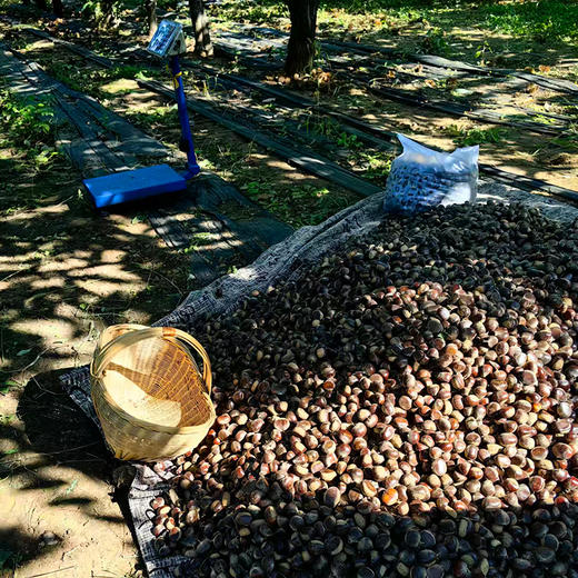 自然农法板栗 怀柔油栗核心产区 8斤中大果礼盒装 商品图2