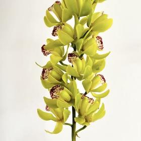 大花蕙兰丨绿洲