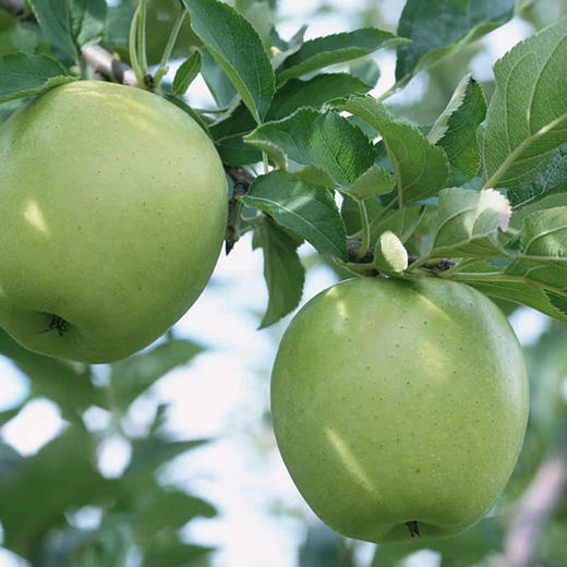 【厂商直发】有机王林苹果清脆多汁果肉清甜细腻现摘新鲜包邮 商品图5