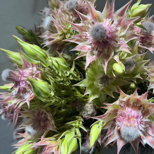 国产新娘.粉色 商品图4