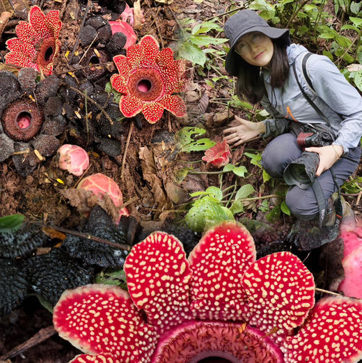 云南 | 看寄生花，西双版纳独家雨林一日徒步！季节限定《寻找寄生花》日营活动神秘来袭！ 商品图2