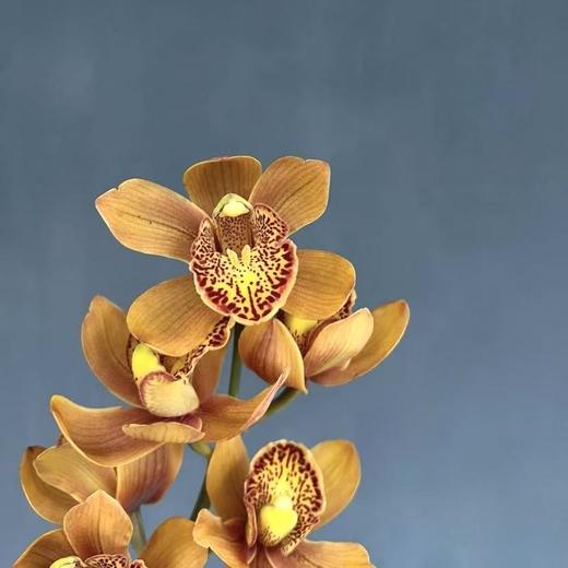 大花蕙兰丨马吉利卡 商品图2