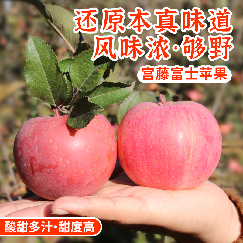 【包邮】宫藤富士苹果 今年新鲜下树红富士 酸甜可口 脆甜多汁 当季水果 3斤/5斤/8斤