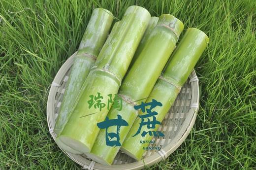 【顺丰包邮】2025年头茬鲜果上市可以手撕的陶山甘蔗 青皮果蔗 皮薄质脆 纤维细而少 汁水充沛 妥妥的糖水炸弹 甘蔗爱好者不可错过 基地直邮 商品图3