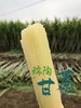 【顺丰包邮】2025年头茬鲜果上市可以手撕的陶山甘蔗 青皮果蔗 皮薄质脆 纤维细而少 汁水充沛 妥妥的糖水炸弹 甘蔗爱好者不可错过 基地直邮 商品缩略图5
