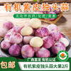 【厂商直发】云南有机紫皮独头蒜2斤/3斤装口感辛辣蒜香浓郁包邮 商品缩略图0