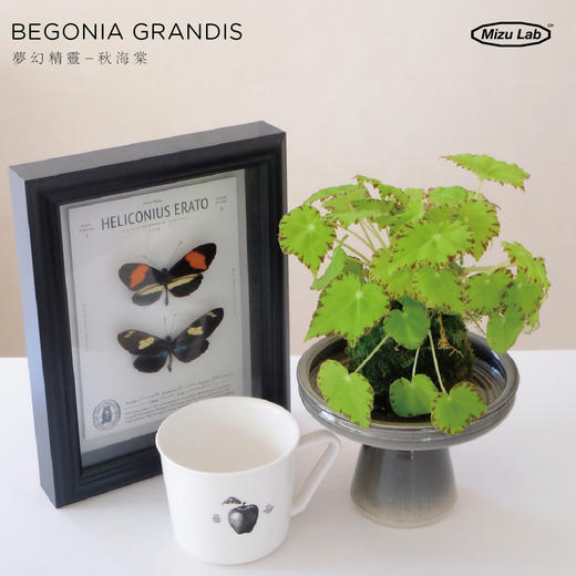 梦幻精灵-彩叶秋海棠BEGONIA GRANDIS 商品图0