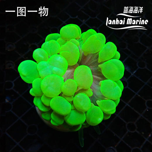 荧光绿气泡 商品图1