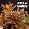 O添加 沂蒙山鲜香椿芽酱头茬香椿嫩芽拌饭酱下饭酱调味酱200克1瓶 商品缩略图2