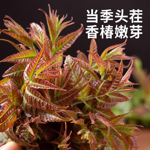 O添加 沂蒙山鲜香椿芽酱头茬香椿嫩芽拌饭酱下饭酱调味酱200克1瓶 商品图2