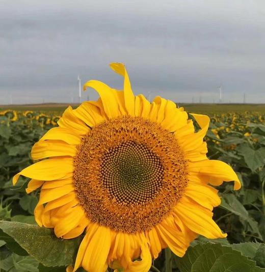 【鹦鹉传奇】手剥瓜子  壳薄仁香  产自内蒙古千米高原之上 820万亩葵花向阳而生  商品图2