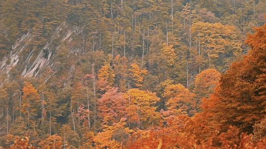 【唐家河国际大酒店】￥238秒大床房~两晚可拆分399+豪华早餐…徒步、赏彩林、邂逅珍稀动植物！错峰出行遛娃圣地来袭~ 商品图2