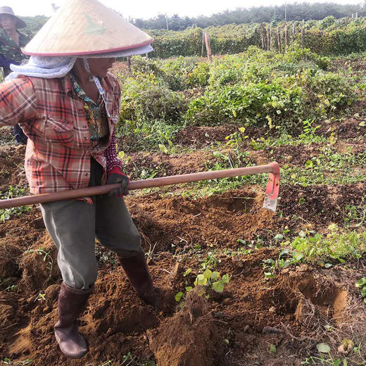 【助农】毛薯（5斤装） 商品图5