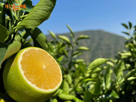 云南哀牢山生态冰糖橙 源于“褚橙原产地”玉溪新平哀牢山 清甜可口、化渣多汁、皮薄肉厚 生态种植  200项农残检测 商品图1