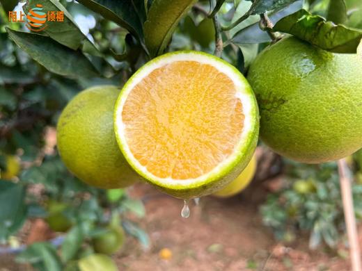 云南哀牢山生态冰糖橙 源于“褚橙原产地”玉溪新平哀牢山 清甜可口、化渣多汁、皮薄肉厚 生态种植  200项农残检测 商品图6