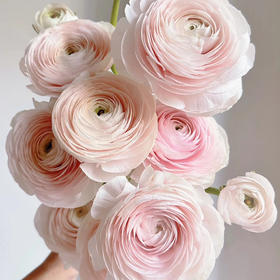 河内洋牡丹.樱花粉