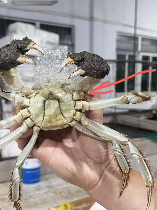 阳澄湖外贸断脚蟹丨性价比超高，精挑细选，供应外贸出口品质 肉肥黄满⭐️顺丰空运 商品图5