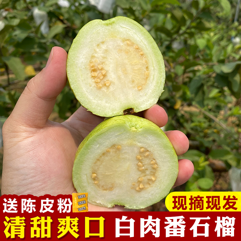 【助农】番石榴 （5斤装）