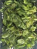 小菠菜 商品缩略图0