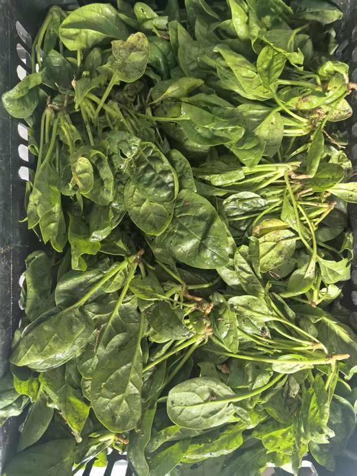 小菠菜 商品图0