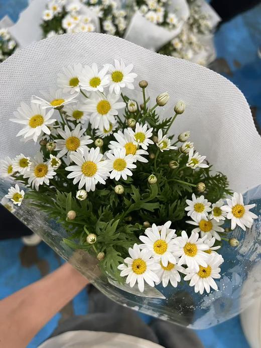 玛格丽特冰菊1扎 商品图5