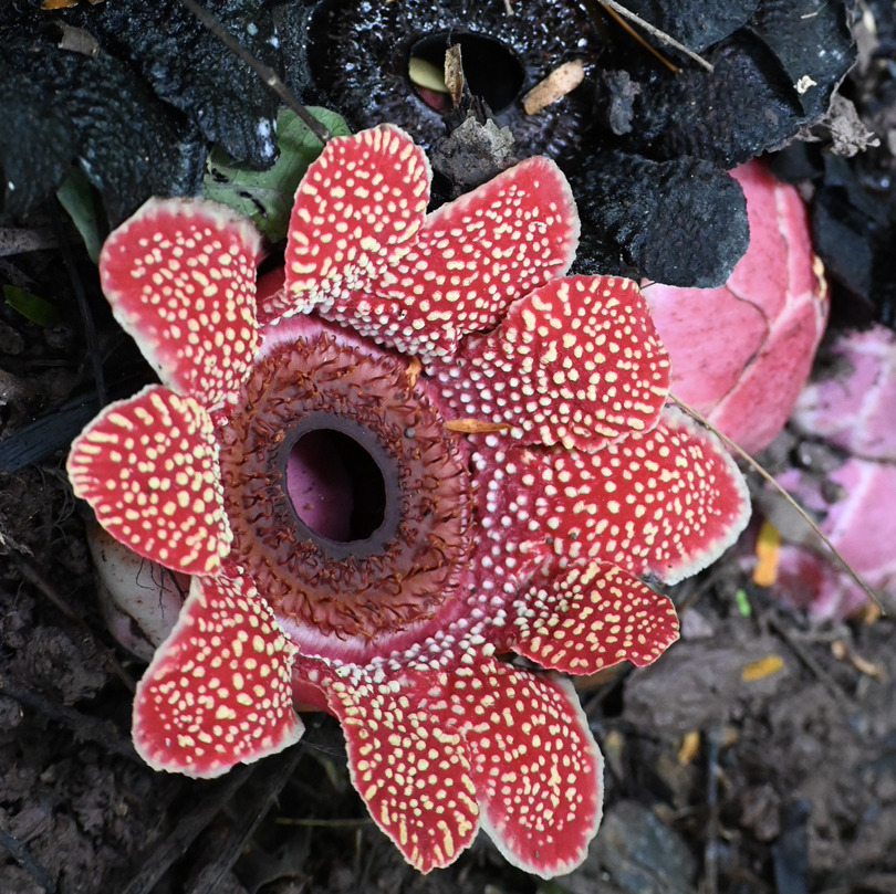 云南 | 看寄生花，西双版纳独家雨林一日徒步！季节限定《寻找寄生花》日营活动神秘来袭！