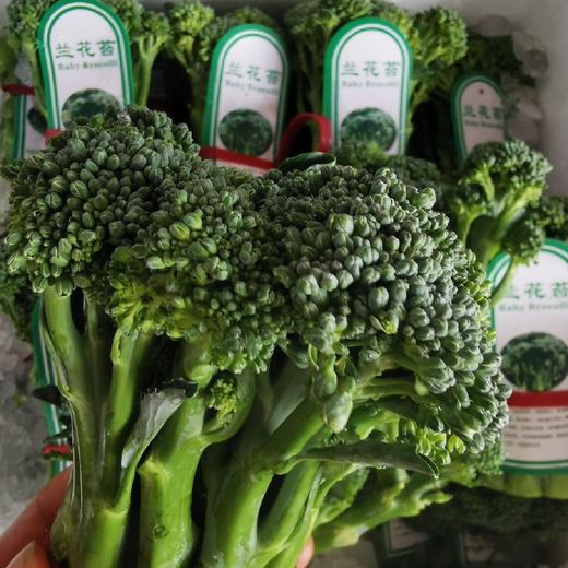 云南高山西兰苔【500克】 商品图8