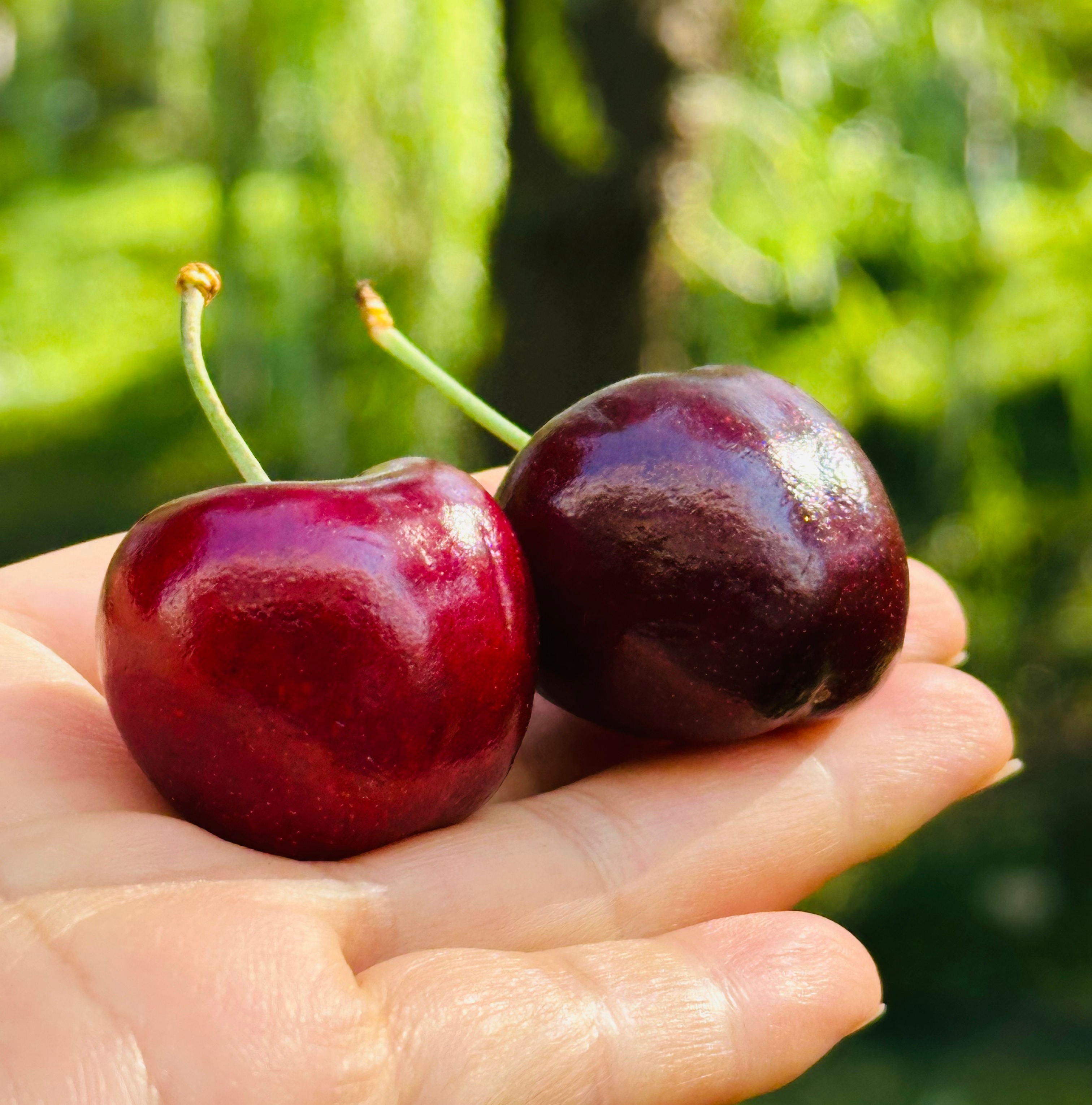 智利黑车厘子|智利黑车厘子，大果，纯甜，皮薄果肉细致，柔嫩蜜甜，太爽口，太过瘾了~