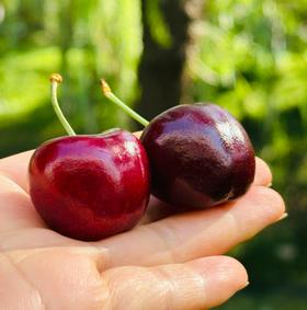 智利黑车厘子|智利黑车厘子，大果，纯甜，皮薄果肉细致，柔嫩蜜甜，太爽口，太过瘾了~