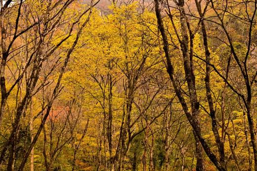 【唐家河国际大酒店】￥238秒大床房~两晚可拆分399+豪华早餐…徒步、赏彩林、邂逅珍稀动植物！错峰出行遛娃圣地来袭~ 商品图3