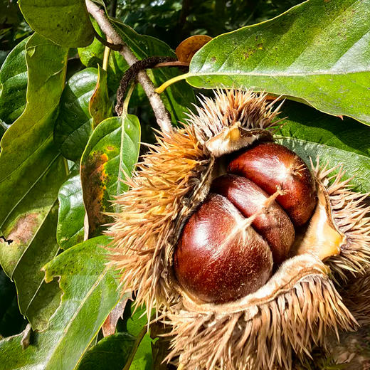 自然农法板栗 怀柔油栗核心产区 8斤中大果礼盒装 商品图1