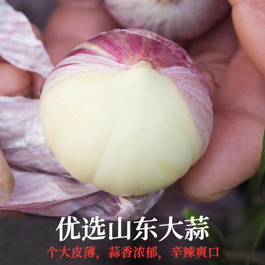 蒜蓉酱烤生蚝蒸虾蒸海鲜烧烤餐饮火锅蘸料200g瓶装蒜泥酱火锅蘸酱烤肉蘸酱故乡风味蘸酱料 商品图2