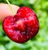 智利黑车厘子|智利黑车厘子，大果，纯甜，皮薄果肉细致，柔嫩蜜甜，太爽口，太过瘾了~ 商品缩略图3