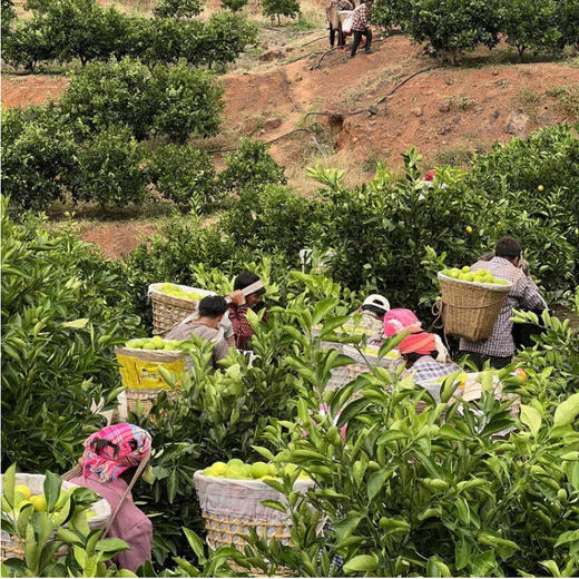 陌上倾橙 云南哀牢山生态冰糖橙 5斤/10斤装 一年一季，应季鲜采，24比1黄金甜酸比，清甜可口、化渣多汁 商品图10