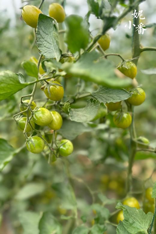 妮小番🍅青粲can豪华版 商品图6