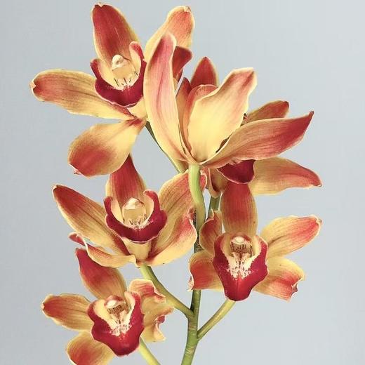 大花蕙兰丨小火花 商品图2