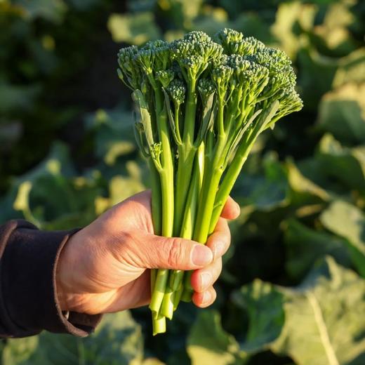 云南高山西兰苔【500克】 商品图0