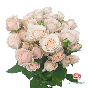 多头玫瑰-珍妮贝儿 10枝一扎