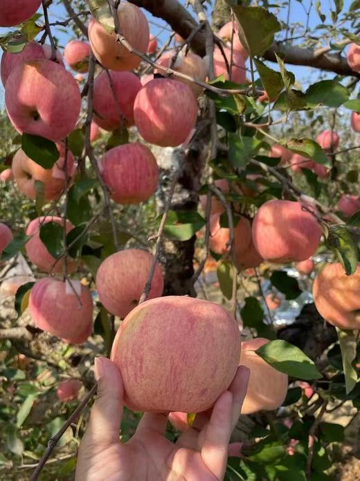 栖霞富士苹果（3斤） 商品图0