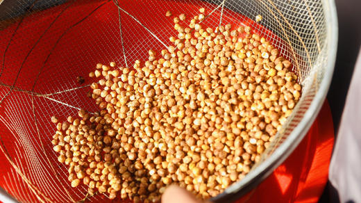 野生熟榛子仁 400g【基地直发】产地：大兴安岭 商品图1